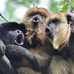 Coreball monkey type
