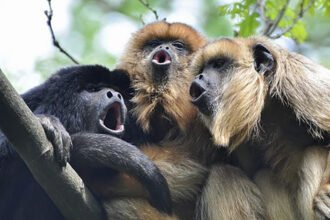 Coreball monkey type