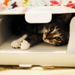Slylar box