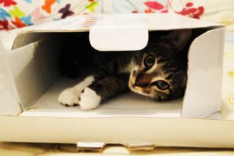 Slylar box