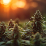 Forbidden Fruit Strain Differs